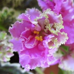 Meet your Posher, Connor